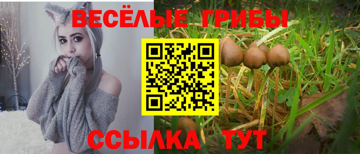 Псилоцибиновые грибы GOLDEN TEACHER Кимры