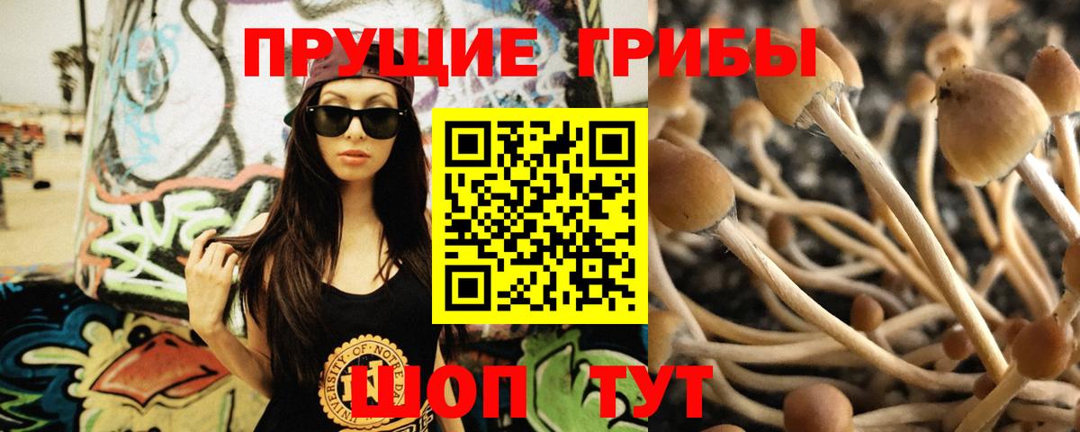 Псилоцибиновые грибы GOLDEN TEACHER  Вход с VPN  Кимры 